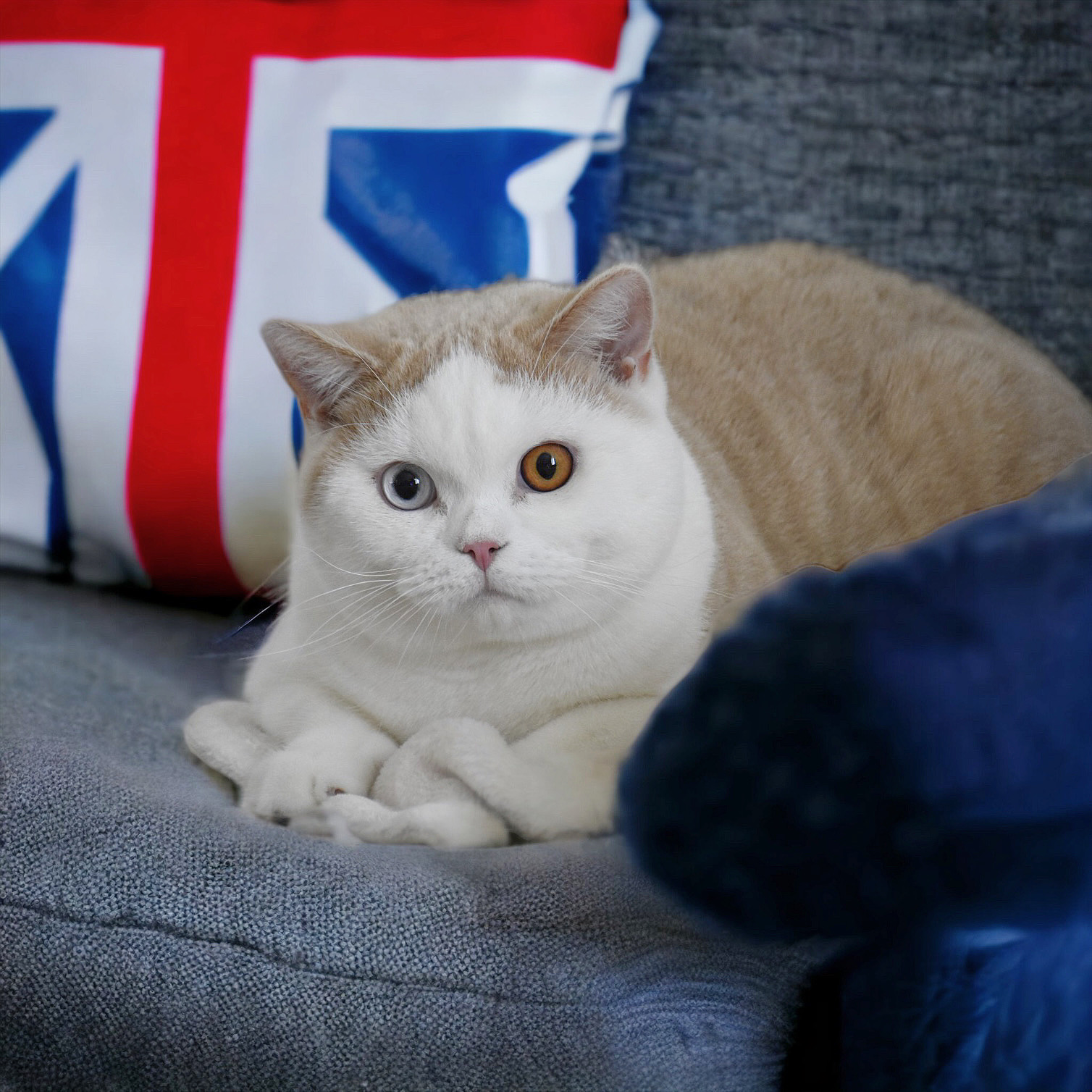 British Shorthair Cattery in New Jersey @britsofusa